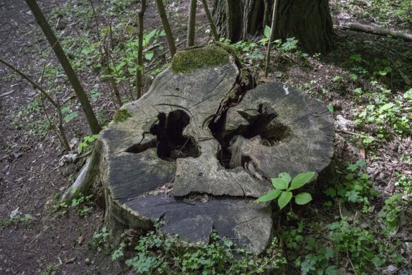 Pniak pozostały po ściętym drzewie, okolice Rusałki, fot. Dawid Tatarkiewicz