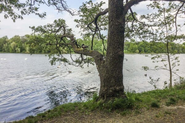 Kaczki krzyżówki na tafli wody jeziora łabędziego oraz siedzące na drzewie, fot. Dawid Tatarkiewicz