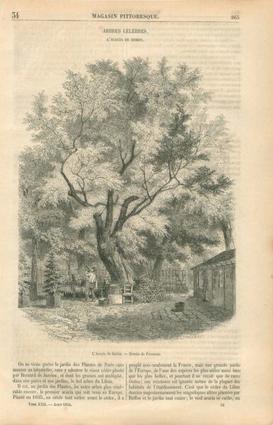 Domniemana akacja zasadzona przez Robina. Grafika z 1854 roku, fot. ''Magasin Pittoresque''