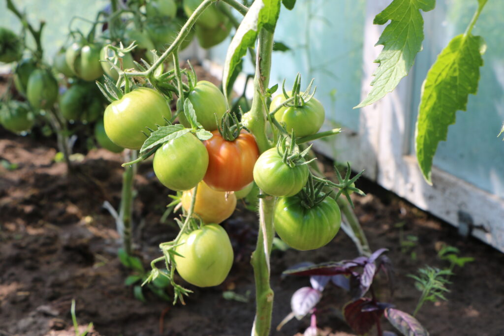 Traktat o uprawie pomidorów