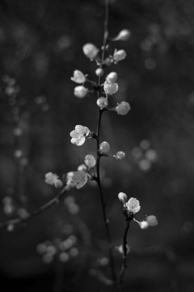 Kwiaty pachnące wiosną, fot. Dawid Tatarkiewicz
